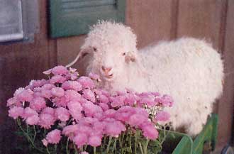 
Rosebud, the angora goat, appears quite pleased to be sneaking a colorful snack.

